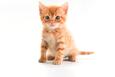 The Little Orange Kitten 753345